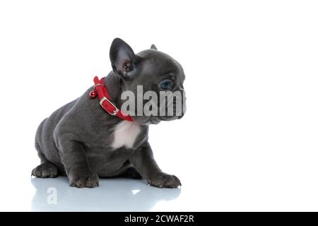 Impaziente cucciolo di bulldog francese curiosamente guardando al lato mentre indossando un colletto rosso e adagiato su uno studio bianco sfondo Foto Stock