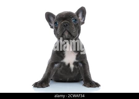 Impaziente cucciolo di bulldog francese che guarda curiosamente in su mentre si siede su sfondo bianco studio Foto Stock