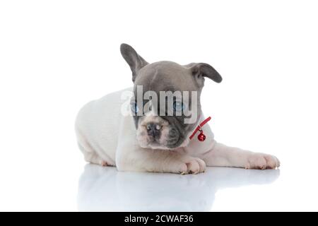 Adorabile cucciolo francese di bulldog curiosamente guardando via e mentre si indossa un collare rosso e adagiato su sfondo bianco dello studio Foto Stock