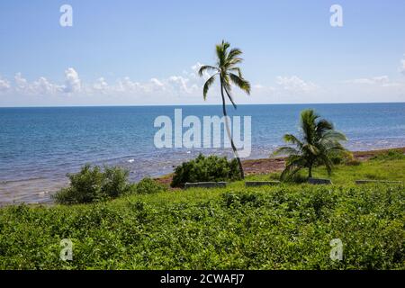 La palma di Lone cresce sulla spiaggia di Key West, Florida Foto Stock