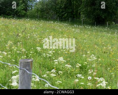 Recinzione intorno ad un campo di fiori selvatici fiorente con molti fiori diversi Foto Stock