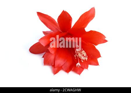 Epiphyllum orchidea cactus fiore rosso isolato su sfondo bianco Foto Stock