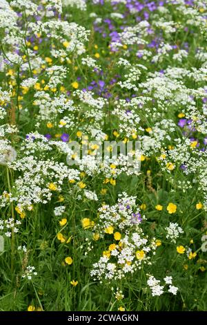 Ampio campo di fiori selvatici amichevoli in diversi colori Foto Stock