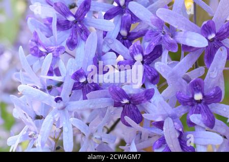 Vite da fiore Evergreen Petrea volubilis fiori viola Foto Stock