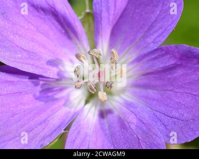 Closeup su antere e stigma su polizza di geranio viola woddland fiore Foto Stock