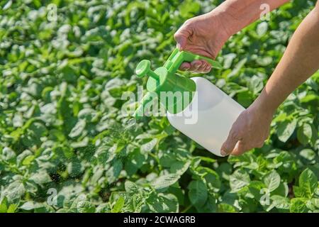 Agricoltore spray pesticida con spruzzatore manuale contro insetti su piantagione di patate in giardino in estate. Agricoltura e giardinaggio concetto Foto Stock