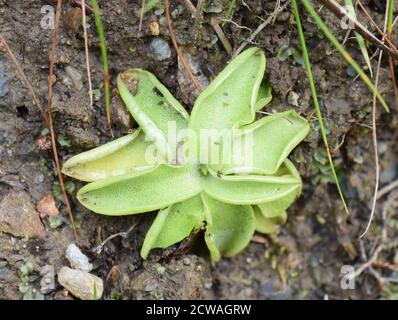 La pianta insettivora butterwort comune Pinguicula vulgaris rosetta appiccicosa Foto Stock