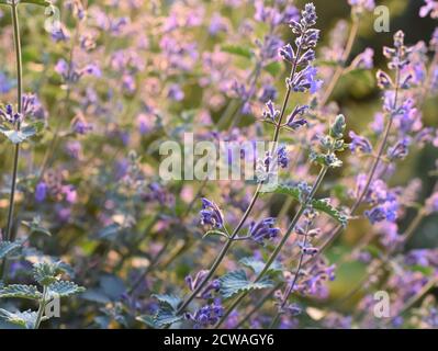 Campo di fiori di catnip Nepeta cataria in un giardino Foto Stock
