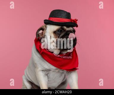 carino ed elegante cane da pug che indossa una bandana rossa e un cappello nero, leccando la bocca e guardando via su sfondo rosa Foto Stock