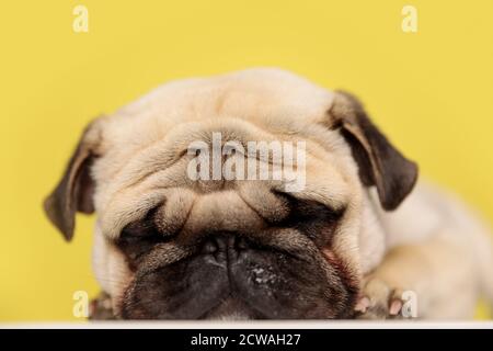 addormentato piccolo cane pug sdraiato su sfondo giallo, appoggiando la testa sulle zampe Foto Stock