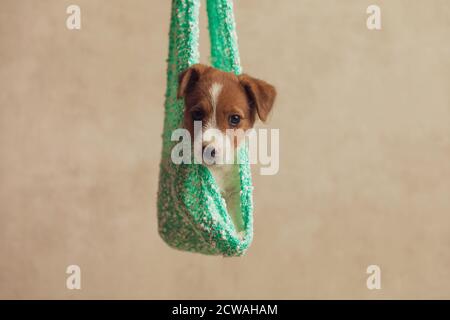 dolce jack russell terrier cane appeso in un panno, guardando via e di essere pensieroso Foto Stock