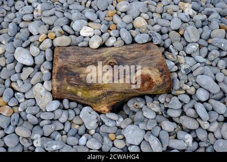 vecchio tronco di alberi intemperie sulla spiaggia di shingle, sheringham, norfolk del nord, inghilterra Foto Stock