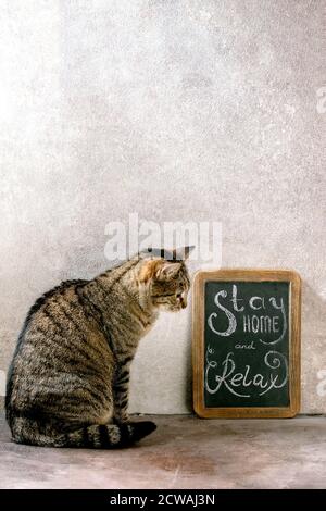 Gatto tabby nel concetto di periodo di isolamento di quarantena casa di soggiorno. Lavagna vintage con scritta a mano in gesso rimani a casa e rilassati, seduto gatto, grigio Foto Stock