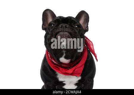 Divertente cucciolo di Bulldog francese indossando bandana e facendo faccia sciocca su sfondo bianco studio Foto Stock