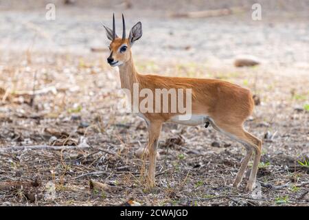 Steenbok (Raphicerus campestris), maschio adulto che si trova a terra, Mpumalanga, Sudafrica Foto Stock