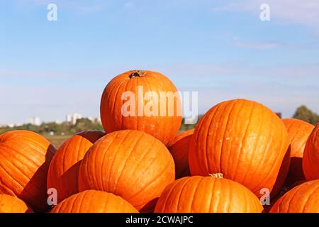 Autunno, la stagione della zucca è iniziata Foto Stock