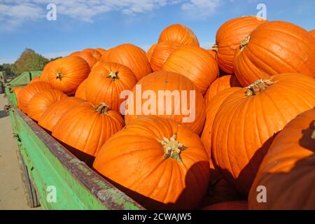 Autunno, la stagione della zucca è iniziata Foto Stock