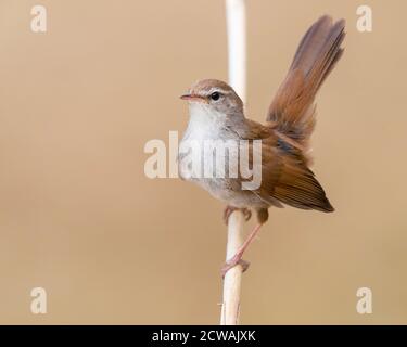 Cetti's Warbler (Cettia cetti), adulto che espone da una canna, Campania, Italia Foto Stock