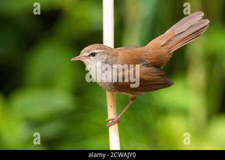 Cetti's Warbler (Cettia cetti), adulto che espone da una canna, Campania, Italia Foto Stock