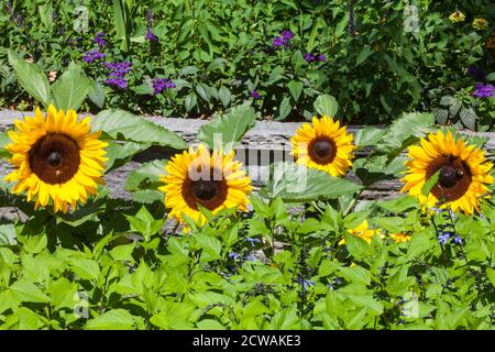 Girasole, fioritura, in un campo, Mainau Island, Baden-Württemberg, Germania, Europa Foto Stock