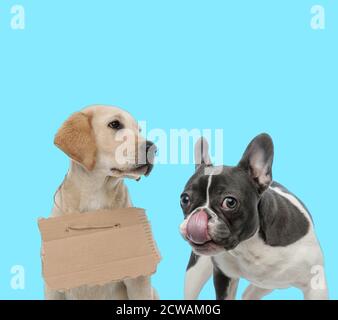 Bulldog francese leccando il naso e Labrador randagio Retriever indossare segno di adozione su sfondo blu Foto Stock