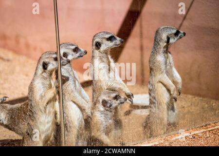 I meerkat allo Zoo di Dubbo si allineano al bicchiere per esaminare i loro visitatori umani. Foto Stock