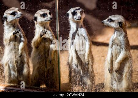 I meerkat allo Zoo di Dubbo si allineano al bicchiere per esaminare i loro visitatori umani. Foto Stock