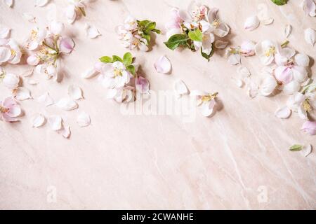 Piatto di fiori e petali in fiore di mela primavera su sfondo di marmo rosa. Spazio di copia Foto Stock