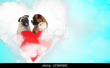 carino cane pug ansing felice accanto ad un cane boxer guardandolo da parte sopra il cuore su sfondo blu Foto Stock