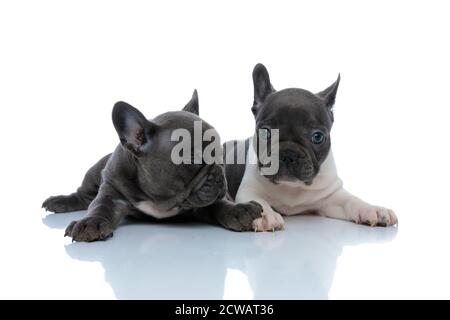 I cuccioli di bulldog francesi stanchi guardano via e lampeggiano mentre si posa fianco a fianco su sfondo bianco dello studio Foto Stock