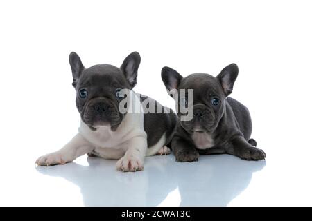 Due allegri cuccioli di bulldog francesi curiosamente guardando in avanti mentre si posa in basso e seduto fianco a fianco su sfondo bianco dello studio Foto Stock