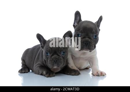 Due graziosi cuccioli di bulldog francesi che guardano in avanti mentre si stendono e sedendosi fianco a fianco su sfondo bianco dello studio Foto Stock