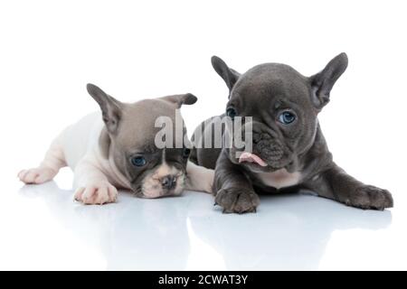 Goffi cuccioli di bulldog francesi leccando il naso e guardando avanti mentre si stese e si siede fianco a fianco su bianco sfondo studio Foto Stock