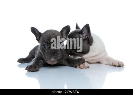 Due allegri cuccioli di bulldog francesi che baciano e sniffing mentre si posa fianco a fianco su sfondo bianco dello studio Foto Stock