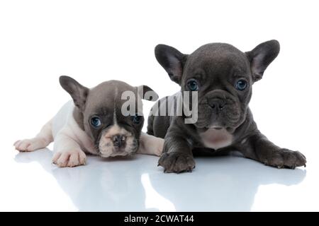 Due adorabili cuccioli di bulldog francesi curiosamente guardando avanti mentre si posa giù l'uno accanto all'altro su sfondo bianco studio Foto Stock