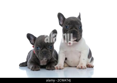 Due dutiful cuccioli di bulldog francesi che guardano in avanti mentre si stendono e si siedono fianco a fianco su sfondo bianco dello studio, indossando collari rossi Foto Stock