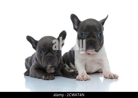 Due cuccioli di bulldog francesi focalizzati che si guardano curiosamente mentre si stendono e si siedono fianco a fianco su sfondo bianco dello studio, indossando collari rossi Foto Stock