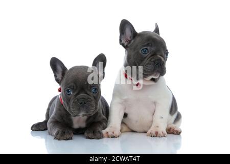 Adorabili cuccioli di bulldog francesi che guardano di lato e aspettano mentre si stendono e si siedono fianco a fianco sullo sfondo bianco dello studio, indossando un colletto rosso Foto Stock