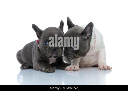 Sicuro cucciolo di bulldog francese che conforta il fratello mentre si posa fianco a fianco su sfondo bianco studio, indossando collari rossi Foto Stock