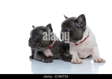 Due cuccioli di bulldog francesi desiderosi che guardano curiosamente al lato mentre si stendono l'uno accanto all'altro su sfondo bianco dello studio, indossando collari rossi Foto Stock