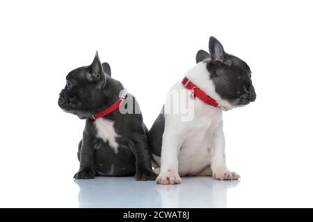 Desiderosi cuccioli di bulldog francesi che guardano di lato mentre si siedono fianco a fianco su sfondo bianco dello studio, indossando collari rossi Foto Stock