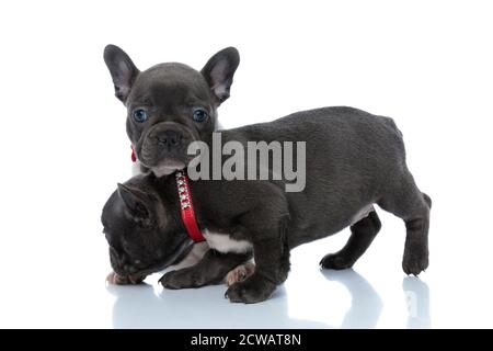 Vista laterale di un allegro bulldog francese in piedi e sniffing di fronte al fratello che guarda avanti e seduto su sfondo bianco studio, w Foto Stock