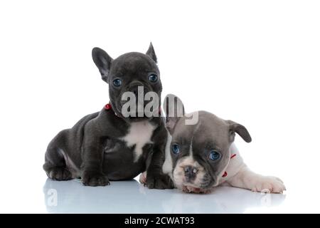 Due graziosi cuccioli di bulldog francesi che guardano in avanti mentre si stendono fianco a fianco su sfondo bianco dello studio, indossando collari rossi Foto Stock