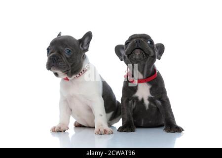 Due cuccioli di bulldog francesi positivi sorridenti ed allegri mentre si siedono fianco a fianco su sfondo bianco dello studio, indossando collari rossi Foto Stock