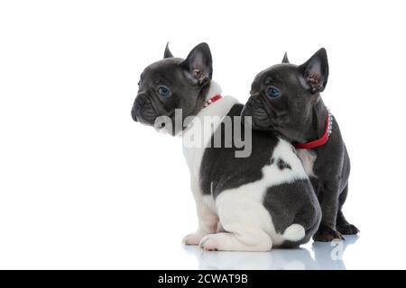 Vista laterale di 2 promettenti cuccioli di bulldog francesi che si guardano via, seduti sullo sfondo bianco dello studio, indossando collari rossi Foto Stock