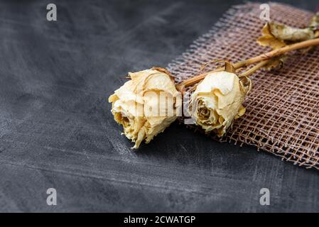 Ciuffi di rose bianche secche su sfondo nero in stile vintage. Spazio per la copia del modello di banner del sito Foto Stock