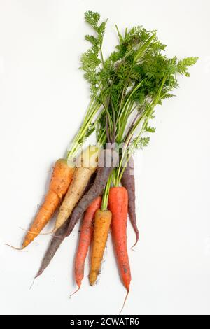 Mazzo di carote arcobaleno fresche coltivate in casa su sfondo bianco. REGNO UNITO Foto Stock