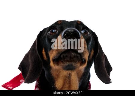 Primo piano di un cucciolo di Teckel che prega di indossare bandana rossa mentre si sta in piedi su sfondo bianco studio Foto Stock