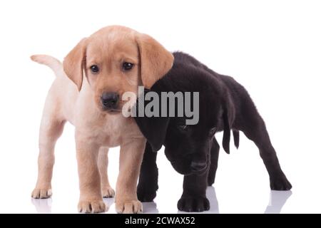 due recuperatori labrador in piedi vicini l'uno all'altro e coccolarsi isolato su sfondo bianco Foto Stock
