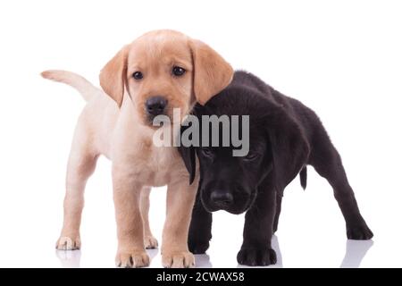 squadra di due labrador che si avvicinano l'uno all'altro e coccolarsi isolato su sfondo bianco Foto Stock